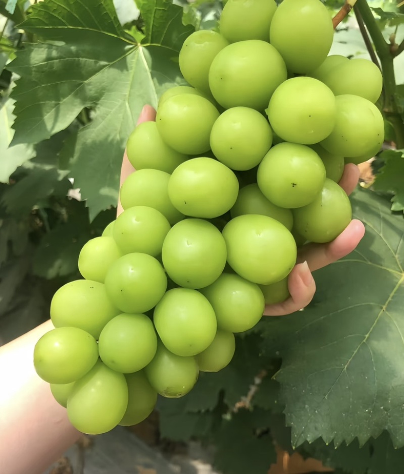 陕西大荔县阳光玫瑰大量供应新鲜采摘货源充足