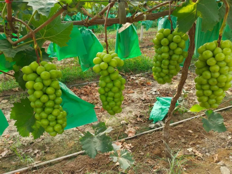 陕西大荔县阳光玫瑰大量供应新鲜采摘货源充足