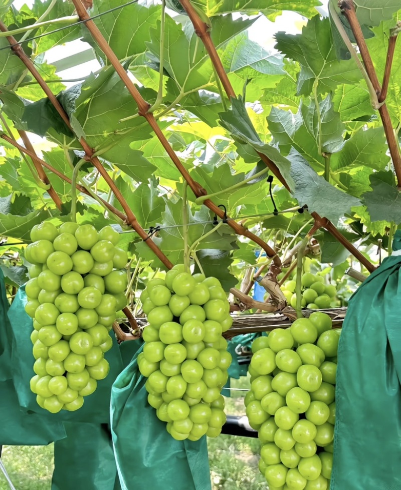 陕西大荔县阳光玫瑰大量供应新鲜采摘货源充足
