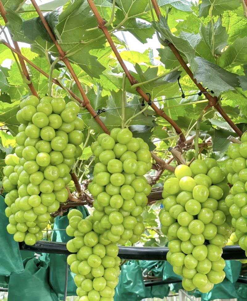 陕西大荔县阳光玫瑰大量供应新鲜采摘货源充足