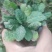 鲜蛤蟆草