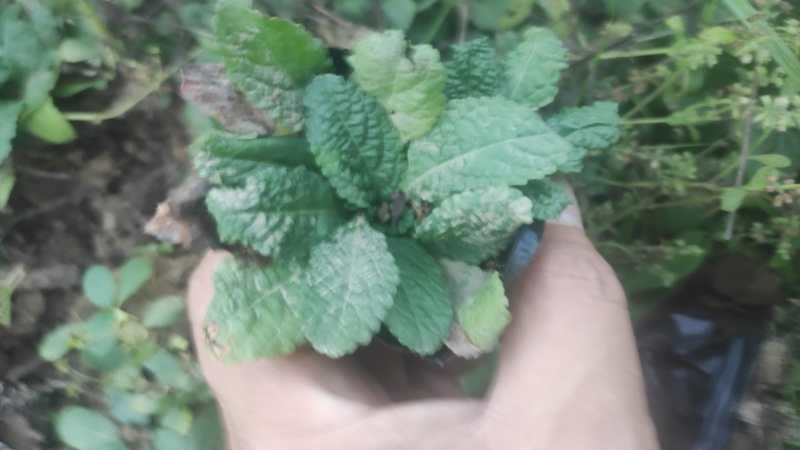 鲜蛤蟆草