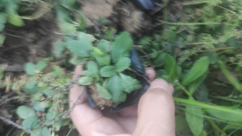 鲜蛤蟆草