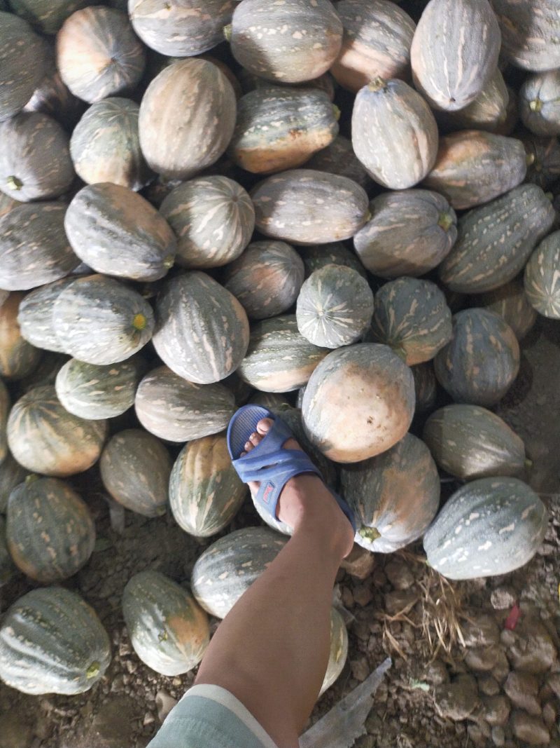 本地QQ南瓜口感好面甜大量上市质量好有需要老板可视频看货