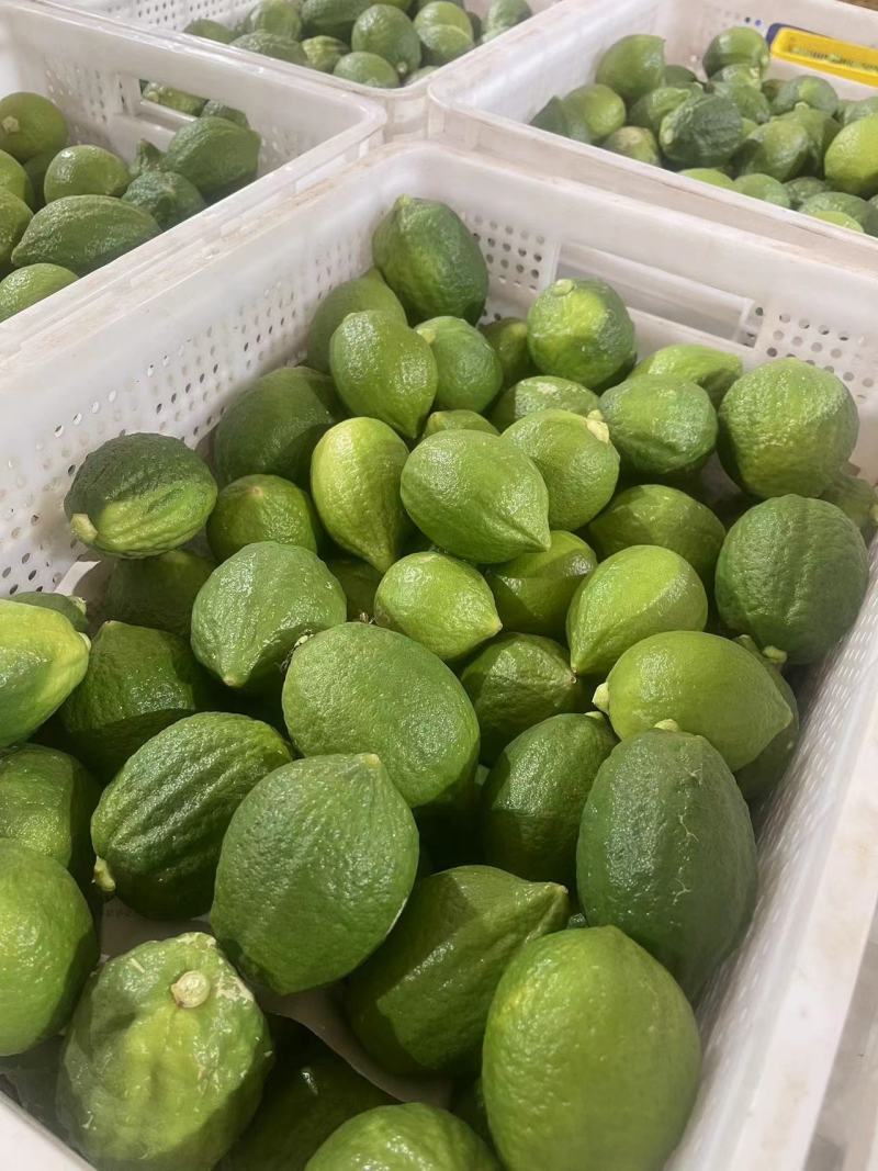 广东香水柠檬，对接各种商超，全网一件代发，