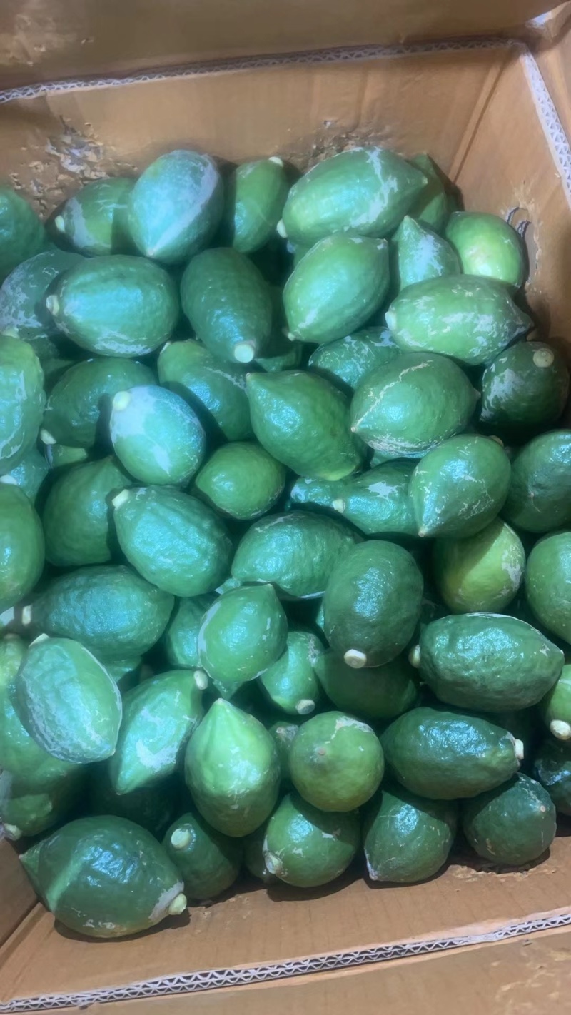 广东香水柠檬，对接各种商超，全网一件代发，