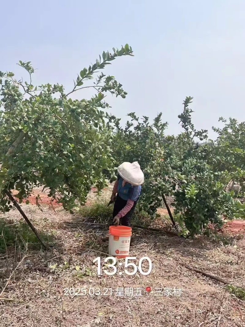 广东香水柠檬，对接各种商超，全网一件代发，