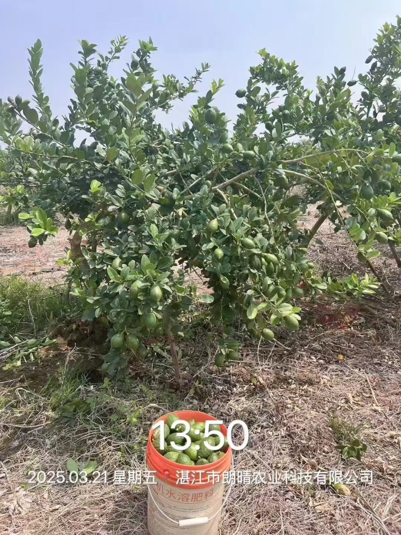 广东香水柠檬，对接各种商超，全网一件代发，
