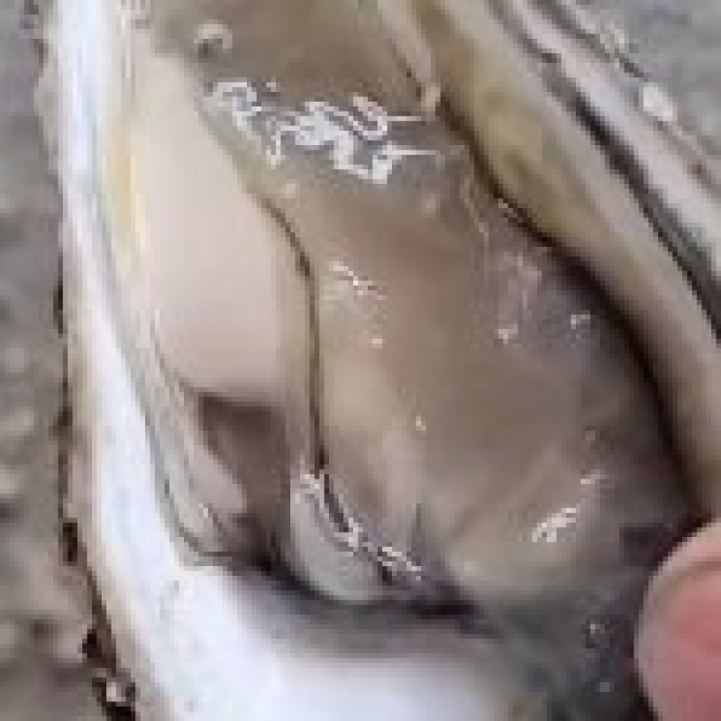 半壳烧烤专用生蚝现捕现发鲜活福建烧烤生蚝货源稳定提供烧烤