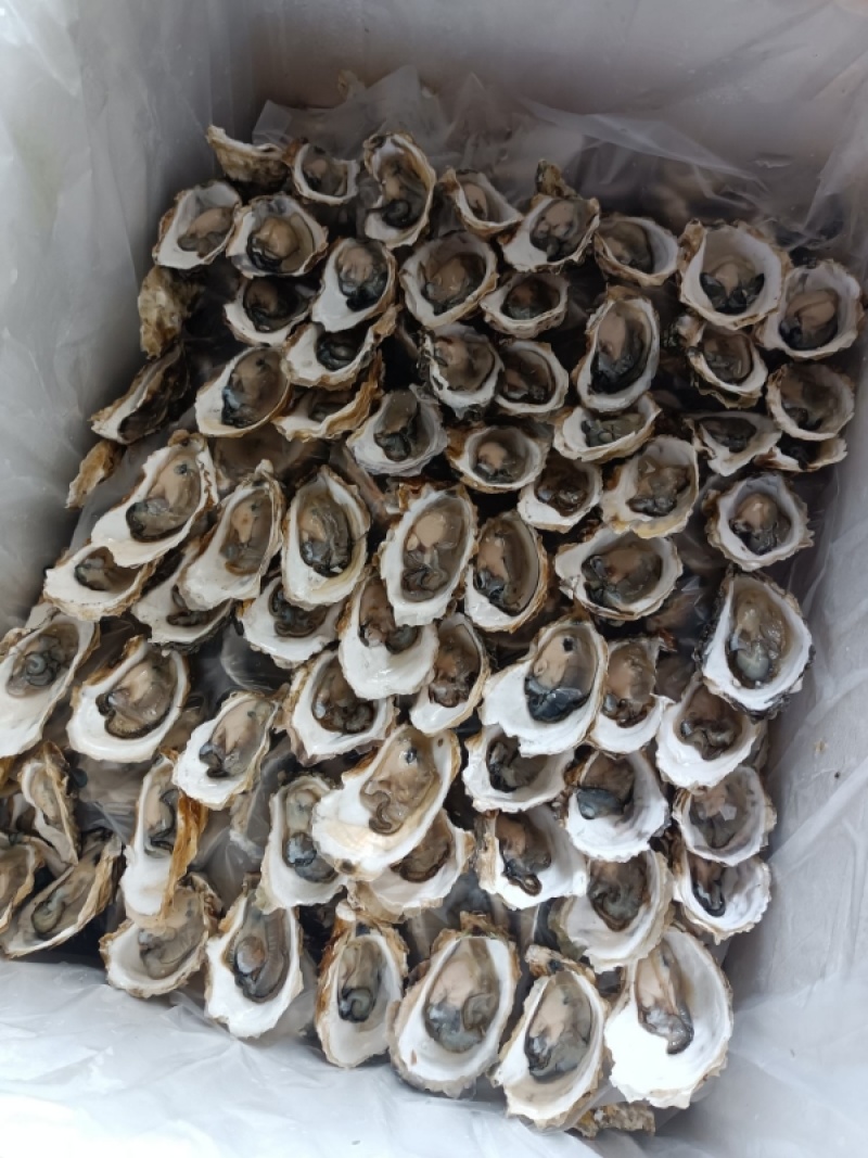 半壳烧烤专用生蚝现捕现发鲜活福建烧烤生蚝货源稳定提供烧烤