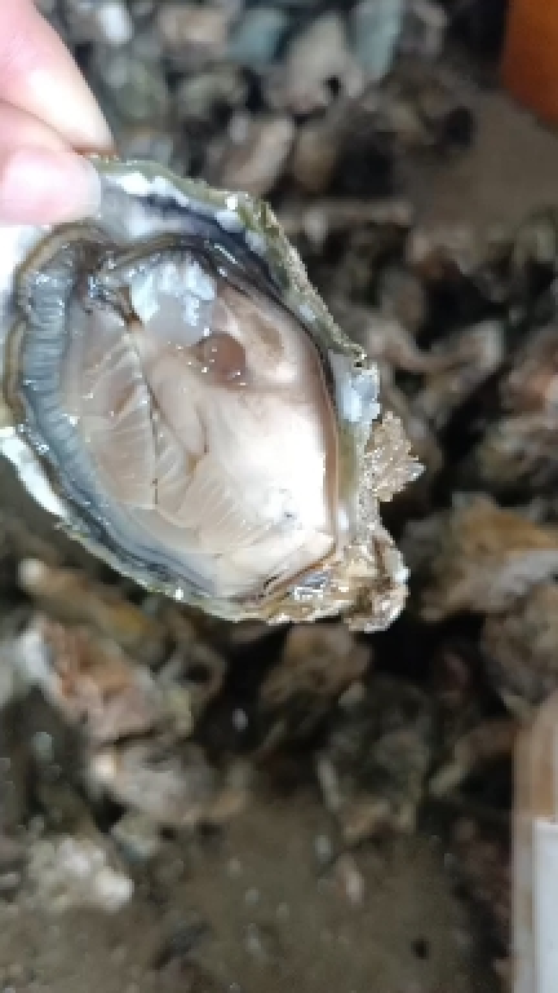 半壳烧烤专用生蚝现捕现发鲜活福建烧烤生蚝货源稳定提供烧烤