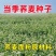 高产甜荞麦种子优质蜜源荞麦种子黑荞麦种子苦荞种子四季种植