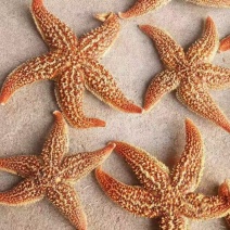 海星干货中药材泡酒2斤包邮量大优惠