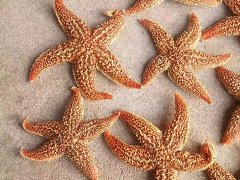 海星干货中药材泡酒2斤包邮量大优惠