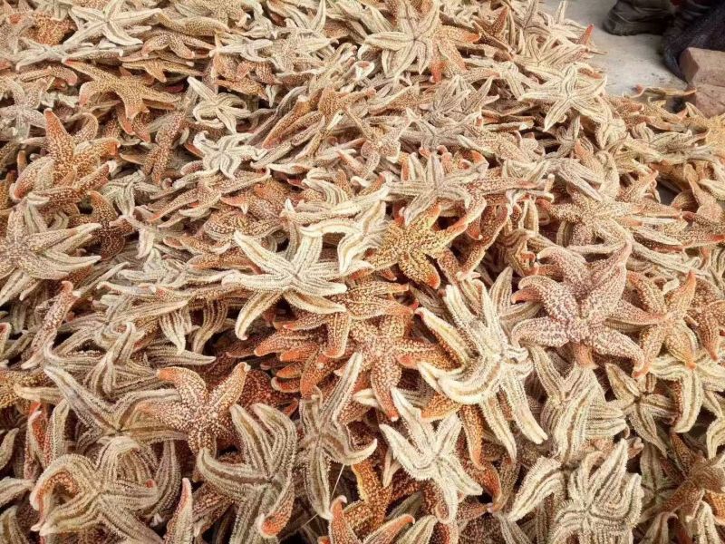 海星干货中药材泡酒2斤包邮量大优惠