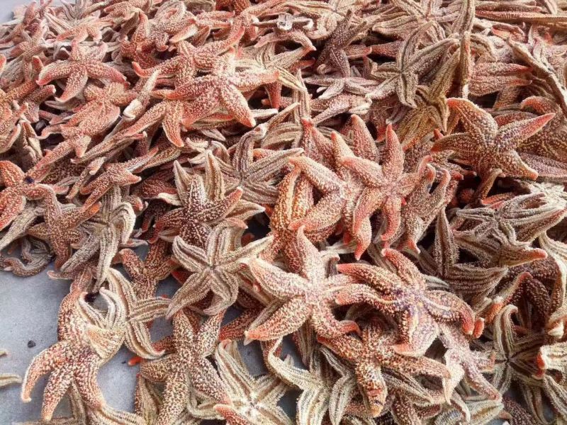 海星干货中药材泡酒2斤包邮量大优惠