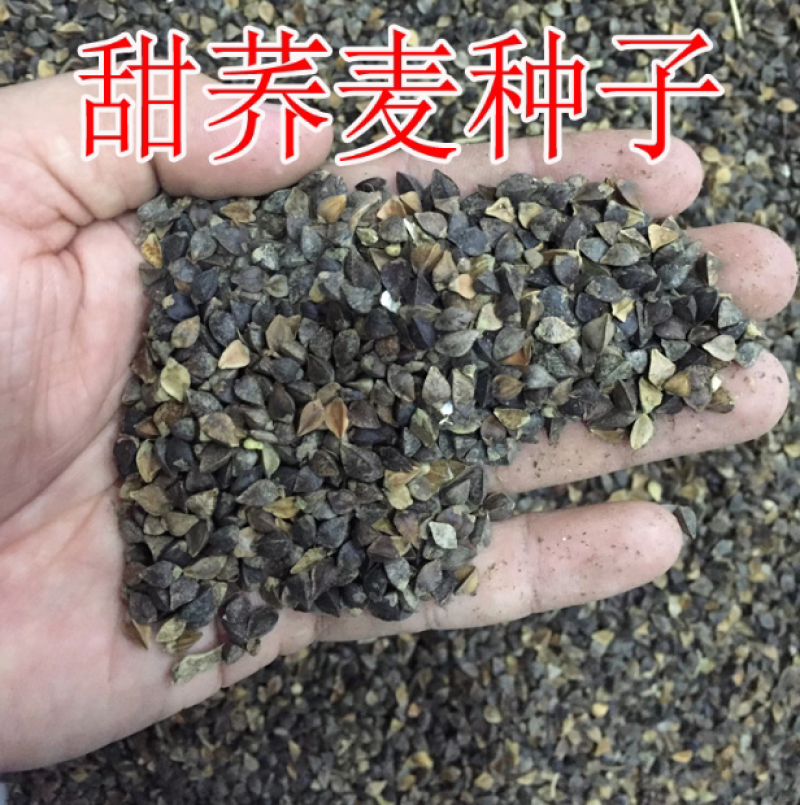 高产甜荞麦种子优质蜜源荞麦种子黑荞麦种子苦荞种子四季种植