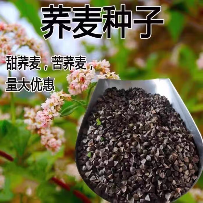 高产甜荞麦种子优质蜜源荞麦种子黑荞麦种子苦荞种子四季种植