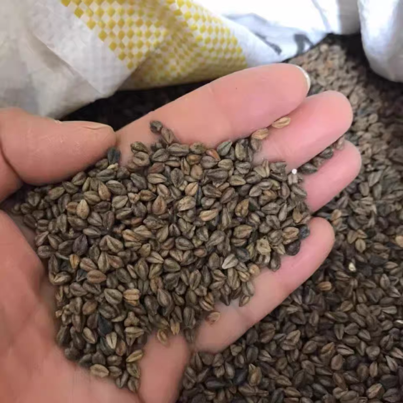 高产甜荞麦种子优质蜜源荞麦种子黑荞麦种子苦荞种子四季种植