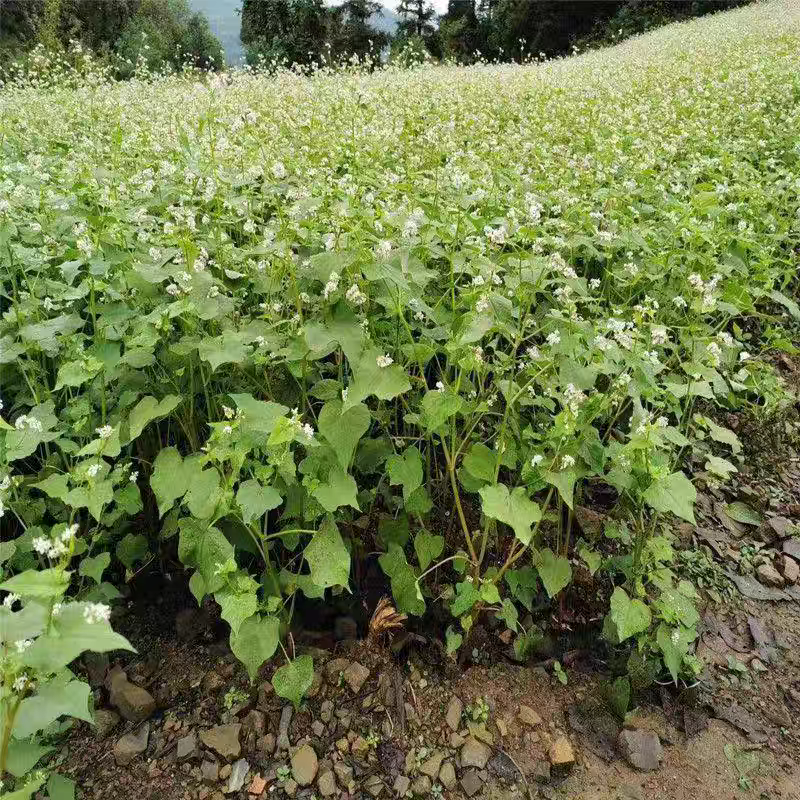 高产甜荞麦种子优质蜜源荞麦种子黑荞麦种子苦荞种子四季种植