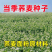 高产甜荞麦种子优质蜜源荞麦种子黑荞麦种子苦荞种子四季种植