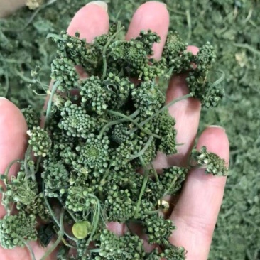 人参花泡茶长白山药食同源2斤包邮量大优惠