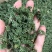 人参花泡茶长白山药食同源2斤包邮量大优惠