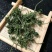 人参花泡茶长白山药食同源2斤包邮量大优惠