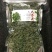 人参花泡茶长白山药食同源2斤包邮量大优惠