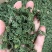 人参花泡茶长白山药食同源2斤包邮量大优惠