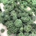 三七花颜色好泡茶中药材2斤包邮量大优惠