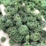 三七花颜色好泡茶中药材2斤包邮量大优惠