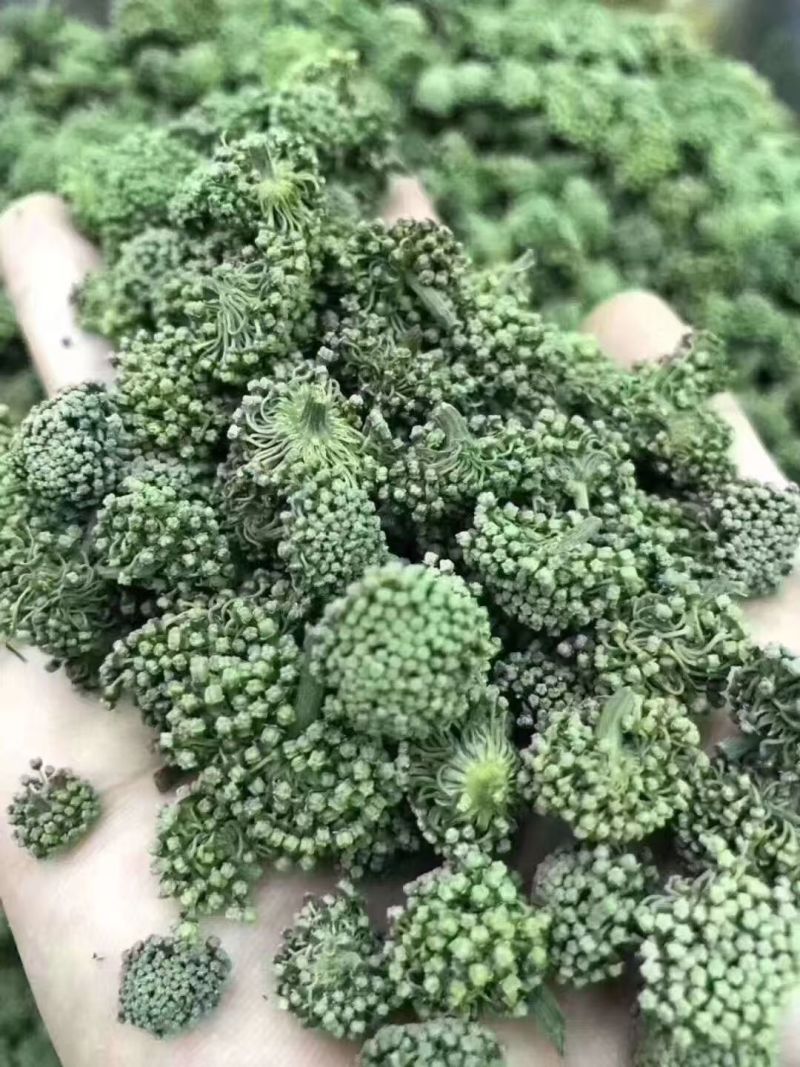 三七花颜色好泡茶中药材2斤包邮量大优惠