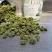 三七花颜色好泡茶中药材2斤包邮量大优惠