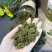 三七花颜色好泡茶中药材2斤包邮量大优惠