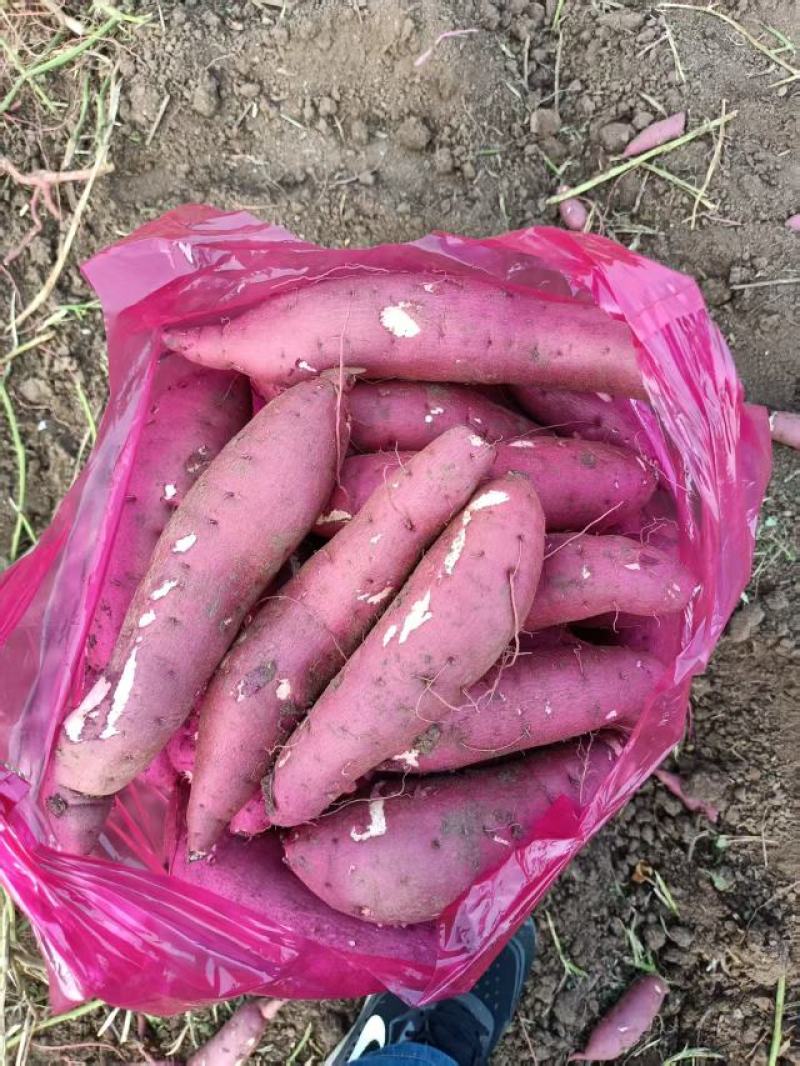 【地头直发】大量供应精品红薯商薯十九对接市场批发电商