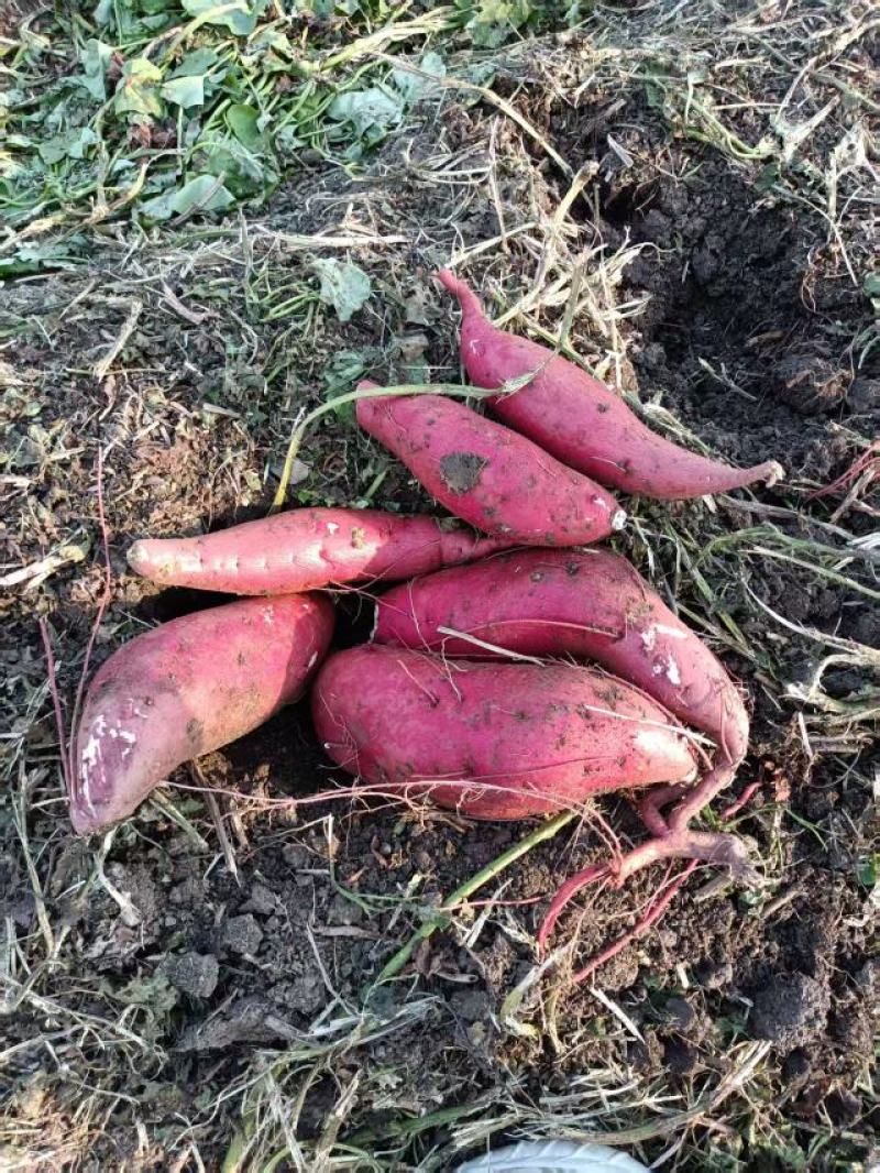 【地头直发】大量供应精品红薯商薯十九对接市场批发电商