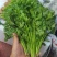香菜