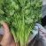 香菜
