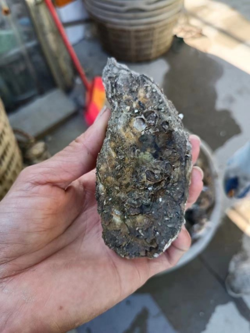 福建牡蛎生蚝生鲜生蚝现捕现发冷链运输货源稳定规格齐全