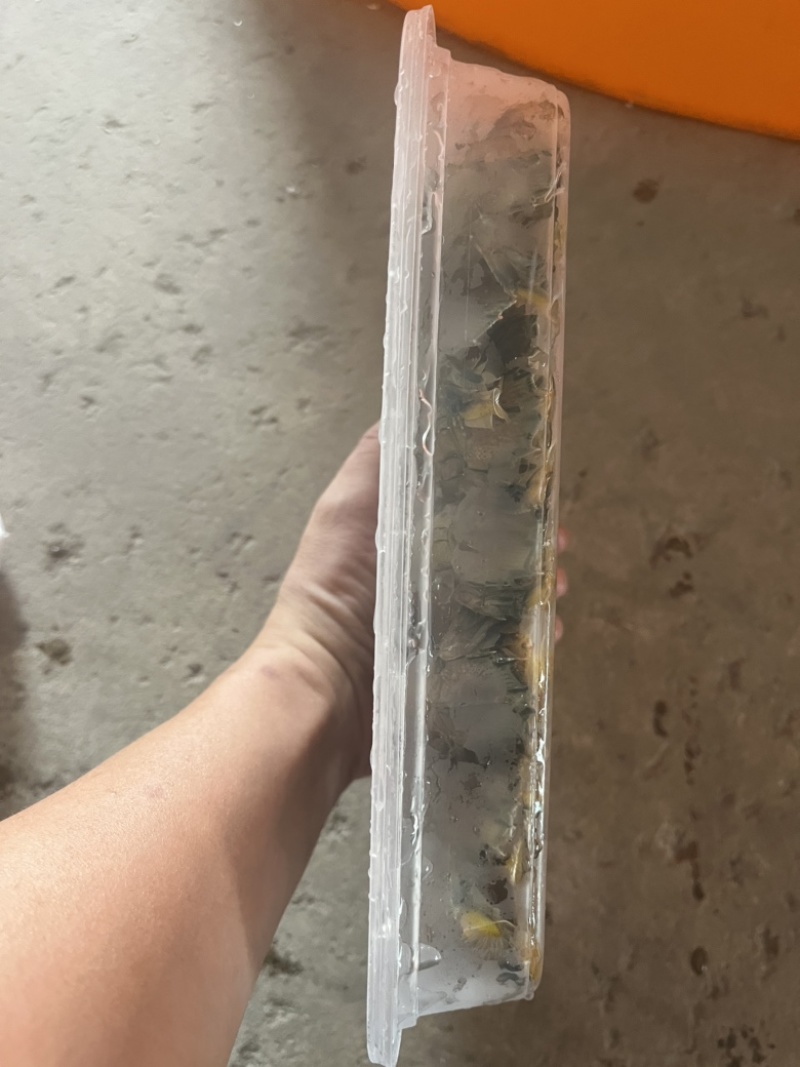 速冻皮皮虾，规格1斤15-18条