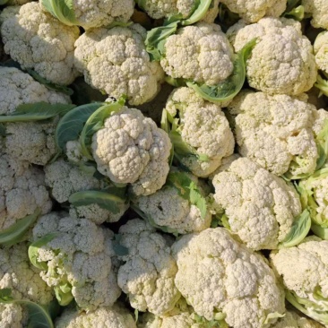 精品松花菜大量供应，甘肃定西产地批发，货源充足