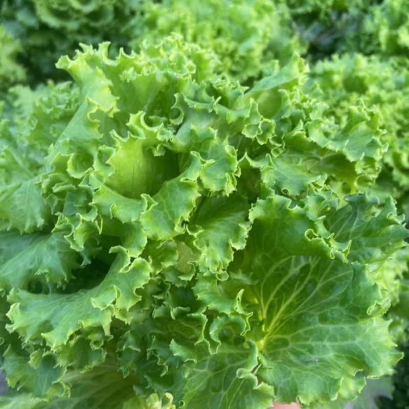 高品质绿毛生菜