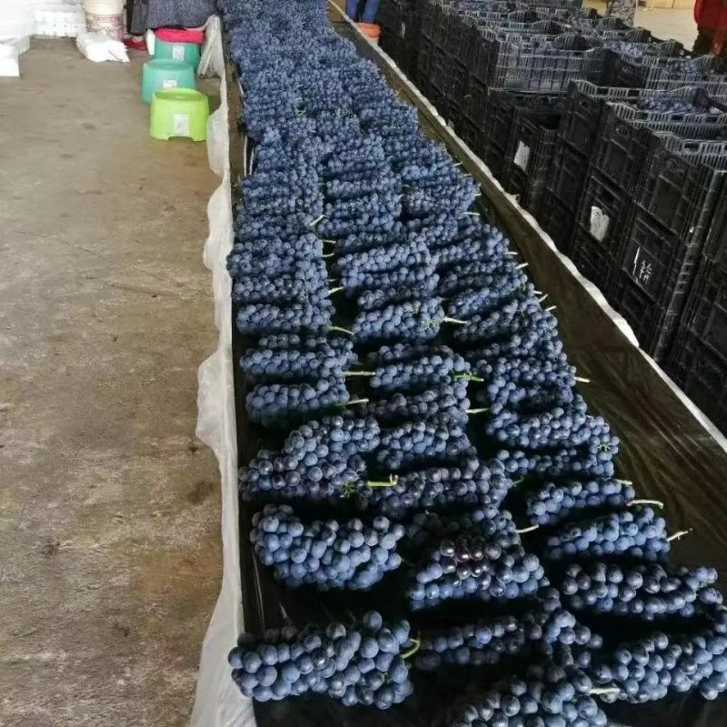 夏黑葡萄，产地一手货源，大量有货，欢迎新老客户前来合作