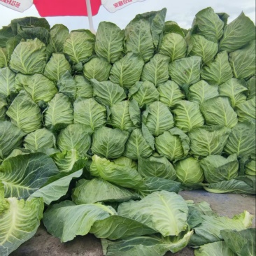 高原夏菜甘蓝中干甘蓝，甘肃产地址发量大从优