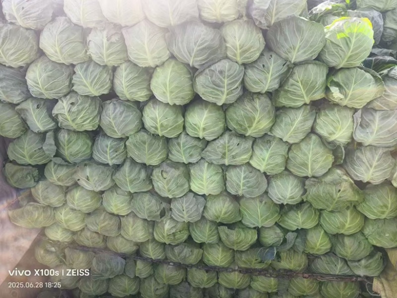 高原夏菜甘蓝中干甘蓝，甘肃产地址发量大从优