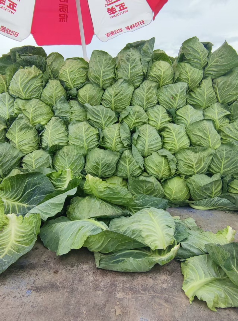 高原夏菜甘蓝中干甘蓝，甘肃产地址发量大从优