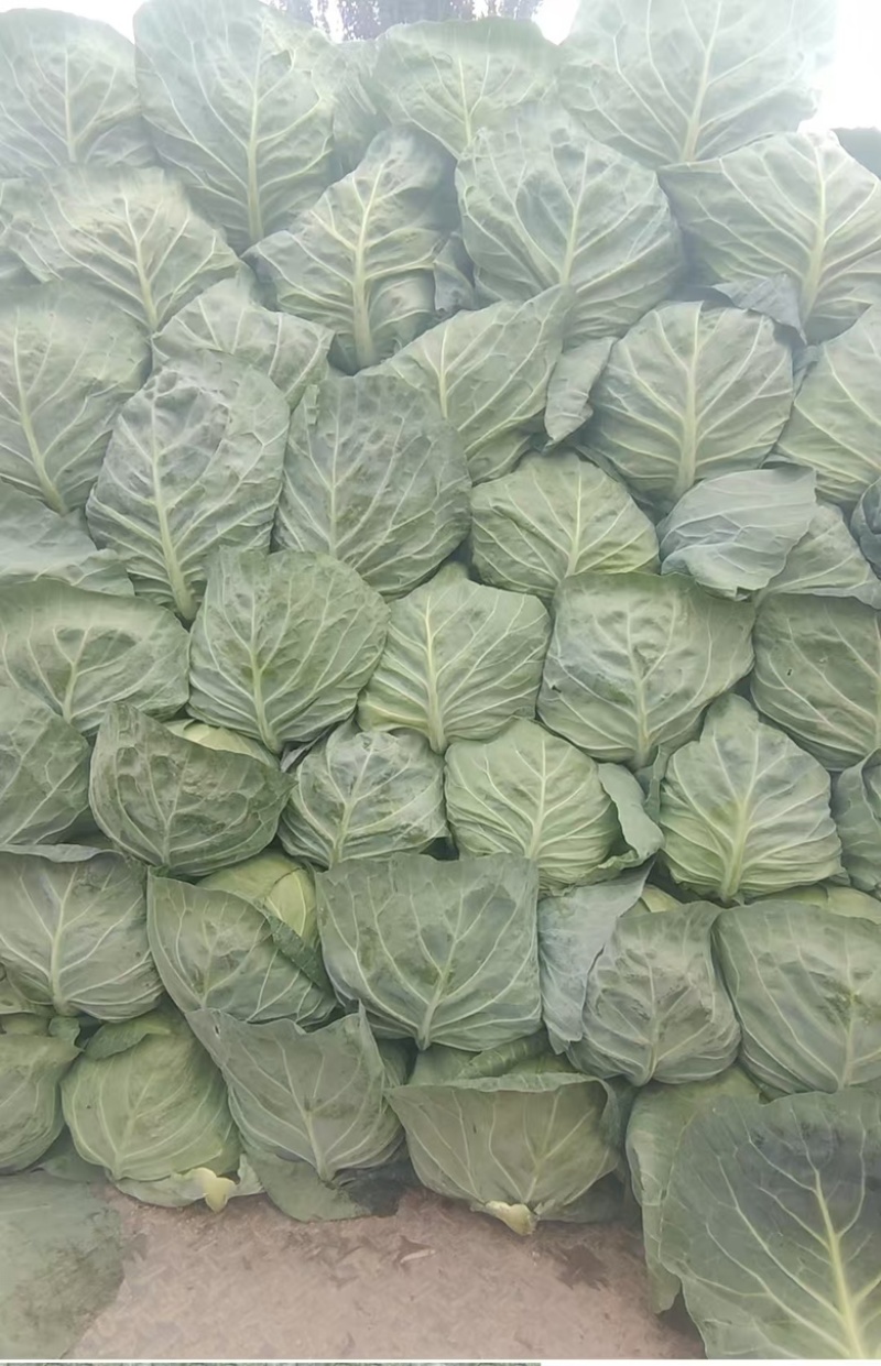 高原夏菜甘蓝中干甘蓝，甘肃产地址发量大从优