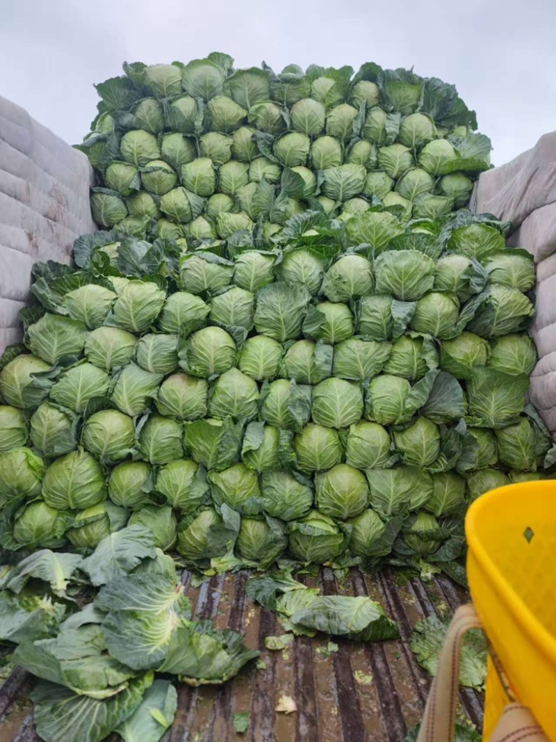 高原夏菜甘蓝中干甘蓝，甘肃产地址发量大从优