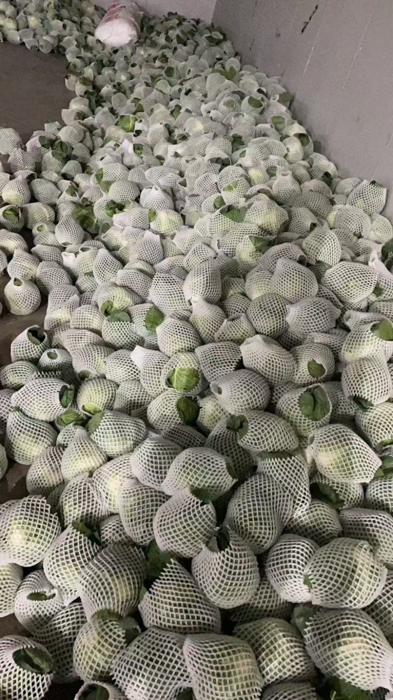 高原夏菜甘蓝中干甘蓝，甘肃产地址发量大从优